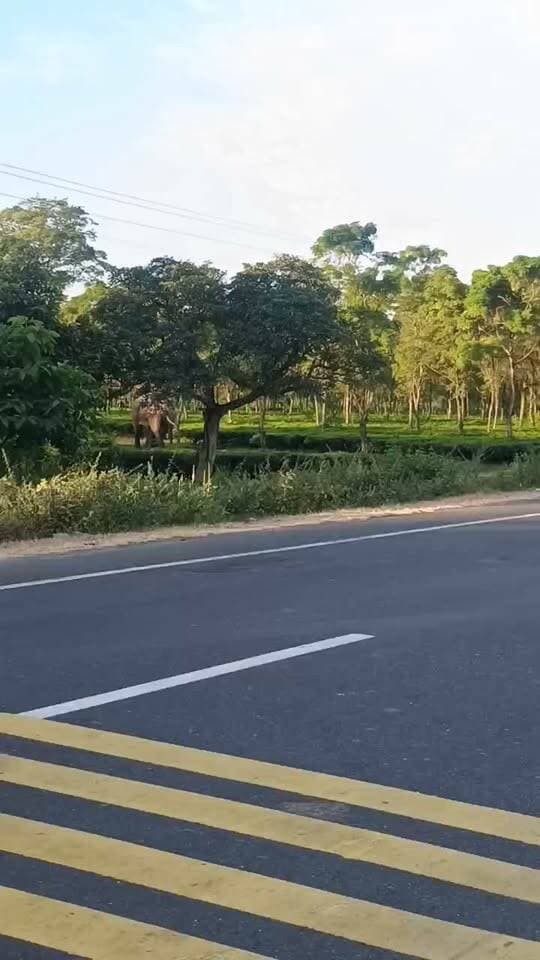 রাতভর লোকালয়ে, দিনের আলোয় জঙ্গলে ফেরা। নকশালবাড়ির কিরণচন্দ্র চাবাগান হয়ে বাগডোগরা জঙ্গলের পথে গজরাজ।