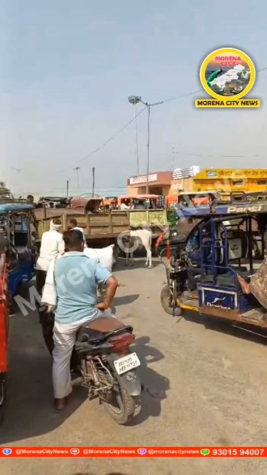 मुरैना कृषि उपज मंडी में ट्रैक्टरों से रोजाना लग रहा जाम, दूसरे वाहन चालकों को परेशानी
मुरैना। कृषि उपज मंडी में सड़क पर खड़े ट्रैक्टरों के कारण आए दिन जाम की स्थिति बन रही है। इससे अन्य वाहन चालकों को निकलने में काफी परेशानी का सामना करना पड़ता है और यातायात भी प्रभावित होता है।
स्थानीय स्तर पर मांग की जा रही है कि मंडी में खड़े होने वाले ट्रैक्टरों को व्यवस्थित तरीके से लाइन में लगवाया जाए, ताकि सड़क पर आवागमन बाधित न हो और यातायात सुचारू रूप से संचालित हो सके। संबंधित अधिकारियों को इस समस्या पर ध्यान देकर उचित व्यवस्था करनी चाहिए।
#मुरैना #morena