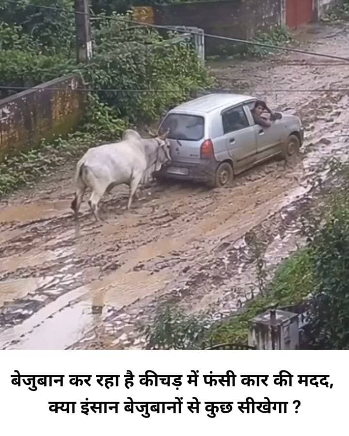 बेजुबान कर रहा है कीचड़ में फंसी कार की मदद, लोगों को दे रहा सीख