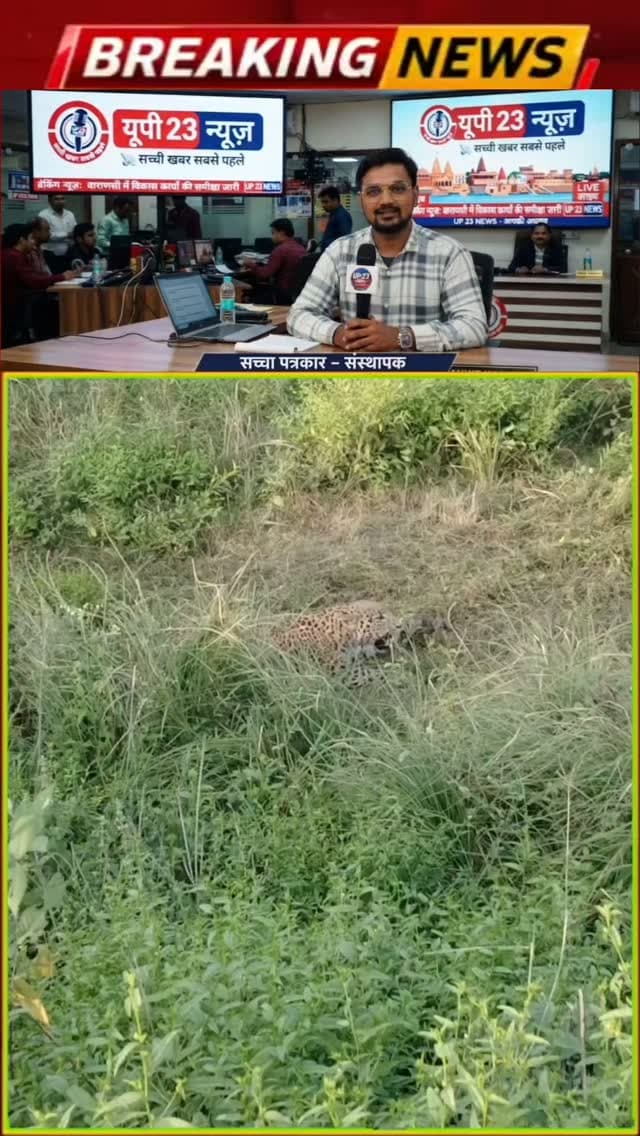 उत्तर प्रदेश के मुरादाबाद जिले के ठाकुरद्वारा क्षेत्र में स्थित शेरपुर पट्टी गांव और इसके आसपास की 'पट्टी' वाले ग्रामीण इलाकों (जैसे मोर पट्टी/शेरपुर पट्टी) में तेंदुओं का भारी आतंक देखा गया है। वन विभाग ने इस क्षेत्र से कई तेंदुओं को पिंजरे में कैद भी किया है।
इसके अलावा, बिहार के पूर्णिया जिले के टीकापट्टी क्षेत्र (चकला मोर बहियार) में भी ग्रामीणों द्वारा एक तेंदुए के साथ उसके दो शावकों को देखे जाने की घटना सामने आई थी, जिससे पूरे इलाके में दहशत फैल गई थी।
यदि आपका इशारा इनमें से किसी क्षेत्र की हालिया घटना की ओर है, तो कृपया नीचे दी गई जरूरी सावधानियों का पालन करें।
तेंदुए से बचाव के लिए जरूरी सावधानियां ⚠️
अकेले बाहर न निकलें: शाम और रात के समय खेतों या सुनसान रास्तों पर अकेले जाने से सख्त परहेज करें।
बच्चों की सुरक्षा: बच्चों को घर से बाहर अकेला बिल्कुल न छोड़ें और हमेशा अपनी निगरानी में रखें।
शोर मचाएं: यदि किसी जरूरी काम से समूह