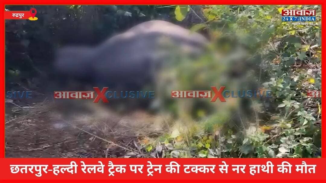 रुद्रपुर: छतरपुर-हल्दी रेलवे ट्रैक पर बाघ एक्सप्रेस की चपेट में आए हाथी की मौत, हादसे में टूटा दांत रेलवे ने कब्जे में लिया
#AwaazIndiaDigital #Uttarakhand #Rudrapur #RailwayTrack #Elephant #ViralVideo #trendingnews