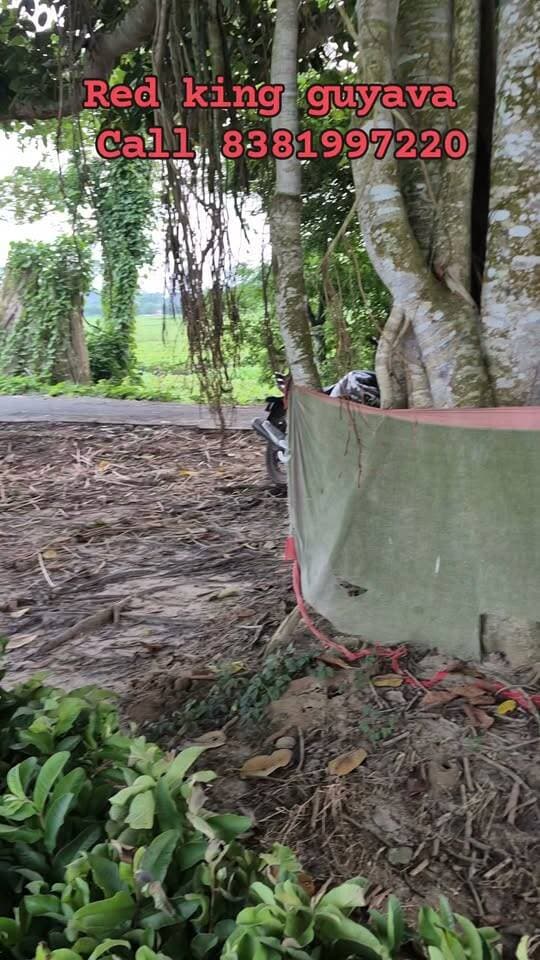 Red king guyava farming #farming #Guhava #guava