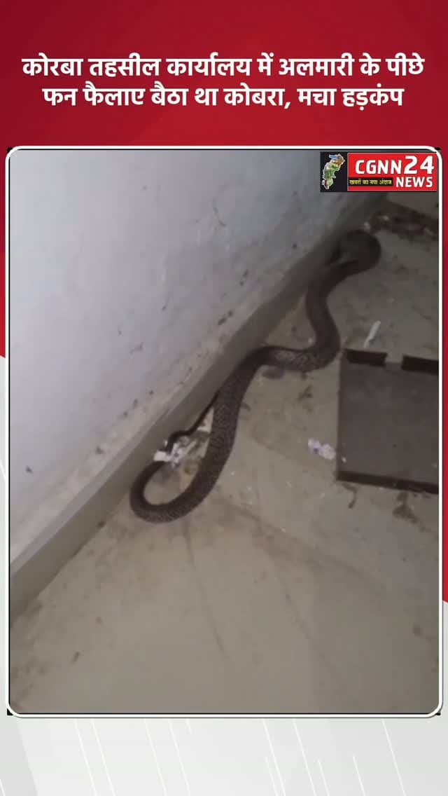 कोरबा तहसील कार्यालय में अलमारी के पीछे फन फैलाए बैठा था कोबरा, मचा हड़कंप, देखें वीडियो…..