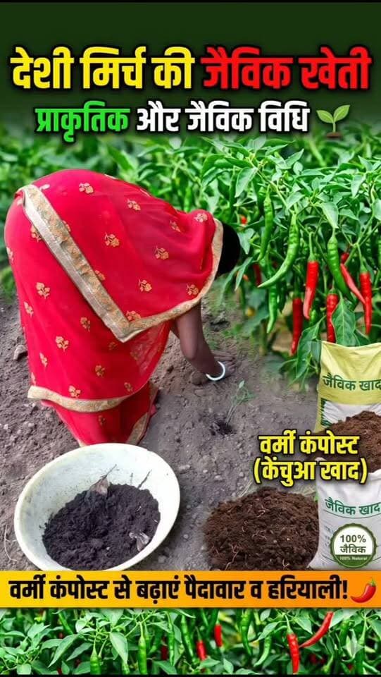 🌶️🌱 प्राकृतिक एवं जैविक विधि से देसी मिर्च की खेती!
देसी मिर्च के पौधों में वर्मी कंपोस्ट का प्रयोग करके बेहतर बढ़वार, हरियाली और स्वस्थ विकास को बढ़ावा दे रहे हैं। 🌿💚
🌾 प्राकृतिक खेती अपनाएँ, मिट्टी बचाएँ और स्वस्थ रहें!
#देसीमिर्च #वर्मीकंपोस्ट #प्राकृतिकखेती #जैविकखेती #OrganicFarming