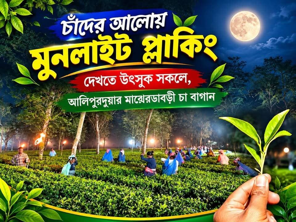 চাঁদের আলোয় মুনলাইট প্লাকিং আলিপুরদুয়ারের মাঝেরডাবড়ীতে।এই দৃশ্য দেখেছেন কখনও, দেখুন প্রতিবেদন
#moonlight #plucking #alipurduardistrict #WestBengal #teaplucking #tealeaves #majherdabri #teagarden