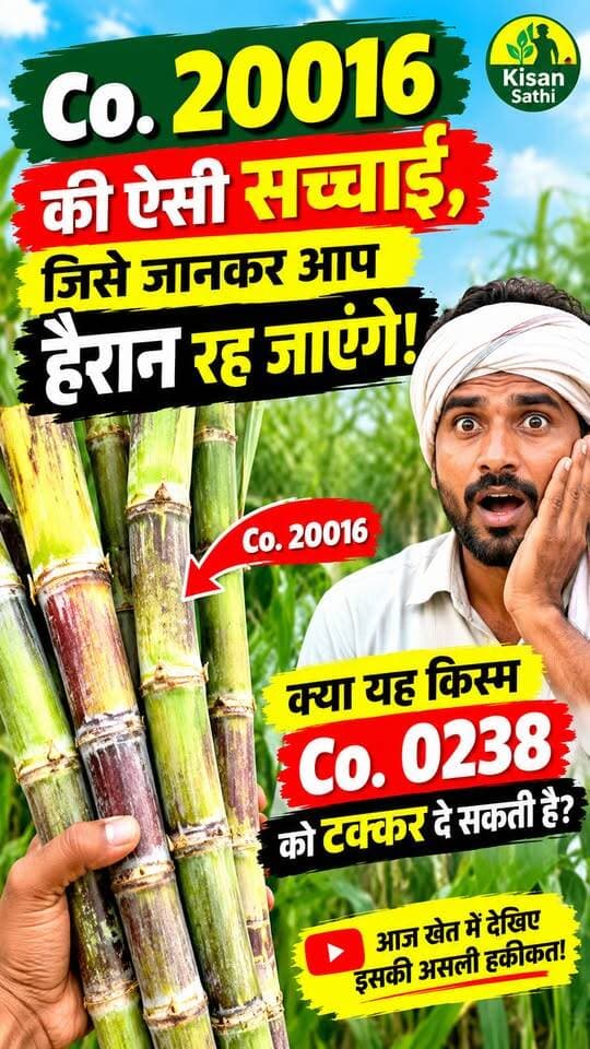 Co. 20016 की सच्चाई जानकर हैरान रह जाएंगे किसान! | 0238 से मुकाबला
#Co20016 #SugarcaneVariety #गन्नेकीखेती #किसान #KisanSathi #SugarcaneFarming
