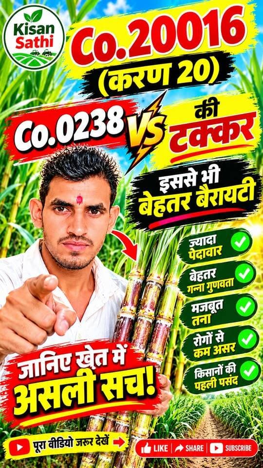 Co. 20016 (करण 20) ने दी Co. 0238 को टक्कर! 😱 गन्ने की इस वैरायटी की खासियत जानिए 🌱
#Co20016 #Karan20 #Co0238 #SugarcaneFarming #GannaKheti