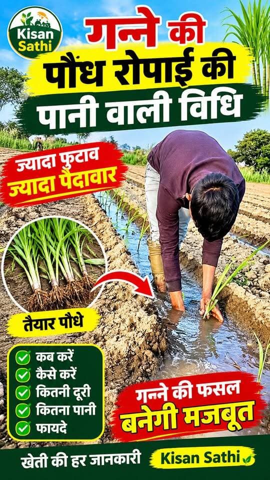 गन्ने की पौध लगाने की नई विधि 🌱 | पानी में ऐसे करें रोपाई, जानिए पूरा तरीका | Kisan Sathi
#GannaKiKheti #SugarcaneFarming #Ganna #गन्नेकीखेती #गन्नेकीरोपाई #kisansathi