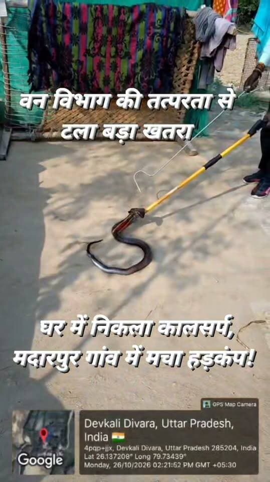 कालपी क्षेत्र के मदारपुर गांव में उस समय अफरा-तफरी मच गई, जब एक घर के अंदर अचानक कालसर्प दिखाई दिया। सांप को देखते ही परिवार के लोगों में दहशत फैल गई। गनीमत रही कि समय रहते वन विभाग को सूचना दे दी गई, जिसके बाद टीम ने मौके पर पहुंचकर सांप का सुरक्षित रेस्क्यू कर लिया। घटना में किसी प्रकार की जनहानि की सूचना नहीं है।
घर में सांप देखकर घबराए परिजन, ग्रामीणों की जुटी भीड़
प्राप्त जानकारी के अनुसार, मदारपुर गांव निवासी सुनील पुत्र कल्ला के घर में अचानक कालसर्प निकल आया। घर के अंदर सांप देखकर परिजनों के होश उड़ गए। इसकी जानकारी आसपास के लोगों को हुई तो मौके पर ग्रामीणों की भीड़ जुट गई और इलाके में दहशत का माहौल बन गया।
ग्रामीणों की सूझबूझ आई काम
सांप को देखकर घबराए ग्रामीणों ने समझदारी दिखाते हुए उसे पकड़ने का प्रयास नहीं किया, बल्कि तत्काल वन विभाग को सूचना दी। जानकारी मिलते ही वन विभाग की टीम मौके पर पहुंची और सावधानीपूर्वक रेस्क्यू अभियान चलाकर सांप को सुरक्षित पकड़ लिया।
वन विभाग की तत्परता से मिली राहत
सांप के सुरक्षित रेस्क्यू के बाद सुनील के परिवार सहित ग्रामीणों ने राहत की सांस ली। समय पर सूचना और वन विभाग की तत्परता के चलते संभावित खतरा टल गया। ग्रामीणों ने टीम की कार्रवाई की सराहना की।
घर या आसपास सांप दिखाई देने पर उससे दूरी बनाए रखें। खुद पकड़ने या मारने का प्रयास न करें और तुरंत वन विभाग अथवा प्रशिक्षित सर्प रेस्क्यू टीम को सूचना दें।
