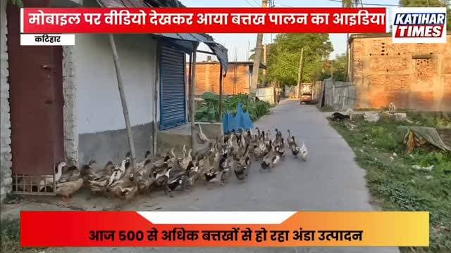 मोबाइल पर वीडियो देखकर आया बत्तख पालन का आइडिया, आज 500 से अधिक बत्तखों से हो रहा अंडा उत्पादन
कटिहार के बघवा बाड़ी में राम अवतार दास ने घर के पास शुरू किया बत्तख पालन का काम, रोजाना मिल रहे 100 से 150 अंडे; पत्नी और बच्चे भी कारोबार में दे रहे साथ