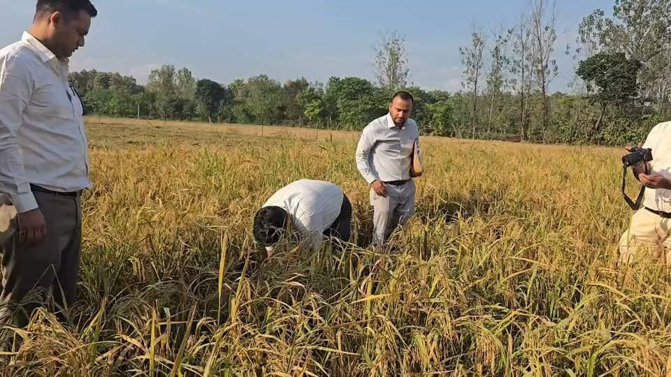 रूद्रपुर 28 अक्टूबर, 2026 ()- जनपद में धान फसल की उत्पादकता जाॅंच हेतु जिलाधिकारी नितिन सिंह भदौरिया ने खेत में पहुॅचकर क्राॅप कटिंग की।
प्रधानमंत्री फसल बीमा योजनान्तर्गत एवं फसलांे की उपज का अनुमान लगाने हेतु तहसील रूदपुर के राजस्व ग्राम जयनगर नं0-3 में जिलाधिकारी द्वारा काश्तकार दौलत सिंह व अदालत सिंह के खेत में जाकर धान के फसल कटाई प्रयोग का निरीक्षण कर स्वयं धान काटकर फसल कटाई कर शुभारंभ किया। जिसमें 43.30 वर्गमीटर त्रिभुजाकार प्लाट में 16.200 किलोग्राम धान की उपज प्राप्त हुयी, इस तरह 40 कु0 प्रति हैक्टेयर उपज आंकी गयी। उन्होने बताया कि फसल कटाई प्रयोग पूरे जनपद, प्रदेश, देश में सरकार द्वारा कराये जाते है, इस क्रॉप से मिलने वाले आकड़ो से फसल बीमा, खाद्य नीति निर्धारित की जाती है।
क्रॉप कटिंग में तहसीलदार दिनेश कुटौला, मुख्य कृषि अधिकारी डाॅ0 वीकेएस यादव, सहायक भूलेख अधिकारी मदन बिष्ट, क्षेत्रीय राजस्व निरीक्षक एवं राजस्व उप निरीक्षक आदि
---------------------------------