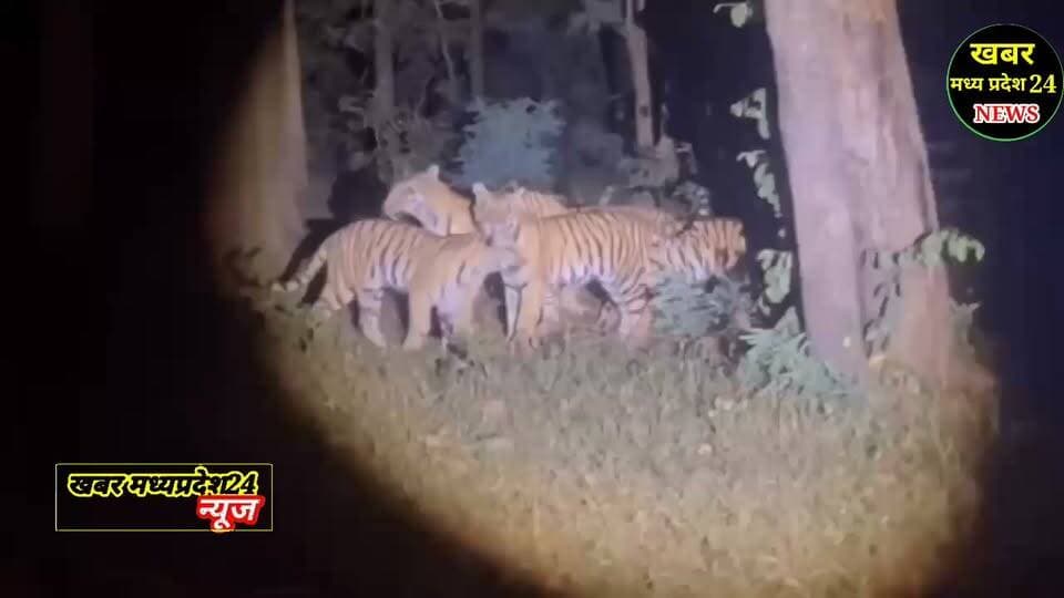 सिवनी जिले के पेंच की कच्ची सड़क पर दिखा ‘जुगनी’ बाघिन का परिवार...