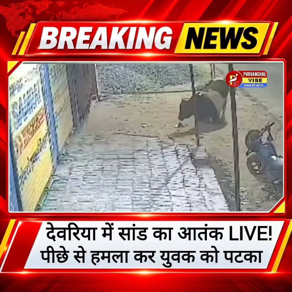 ब्रेकिंग–देवरिया
देवरिया में सांड ने युवक पर किया हमला,
दुकान बंद कर घर जा रहे युवक पर पीछे से किया हमला।
युवक गंभीर रूप से घायल इलाज जारी।
वीडियो वायरल
आवारा सांडों के आतंक पर नगर पालिका मौन!
सदर कोतवाली थाना क्षेत्र का मामला
#deoria
