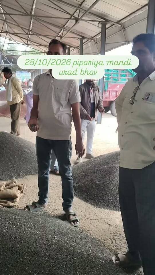 Pipariya mandi urad bhav #viral #mandi #pipariya