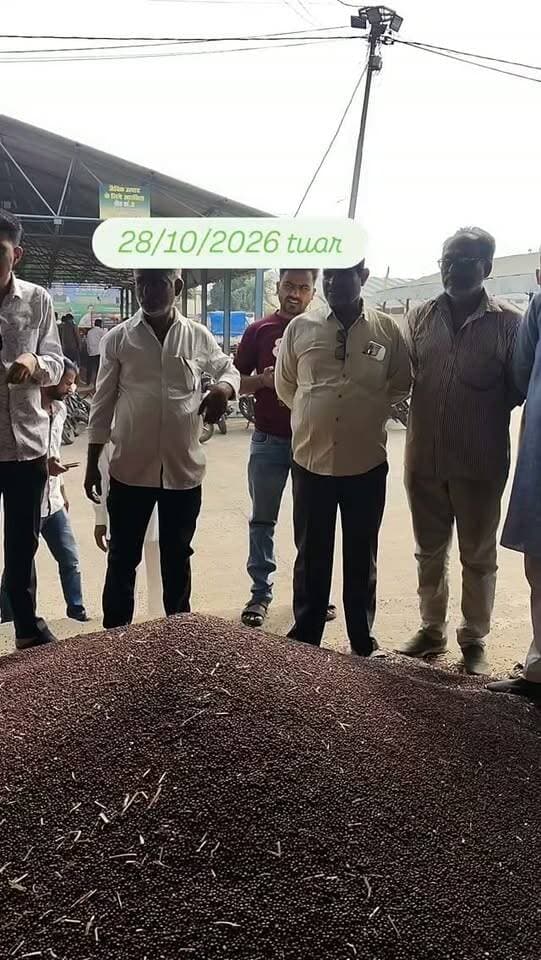 Pipariya mandi tuar bhav 28/10/2026 #viral