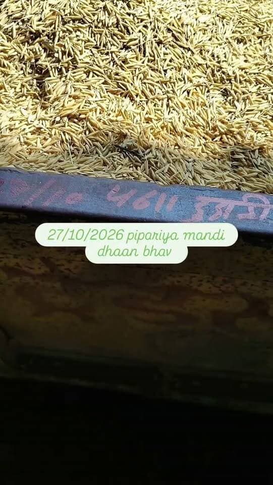 27/10/2026 pipariya mandi dhaan bhav #viral #mandi #pipariya #rice