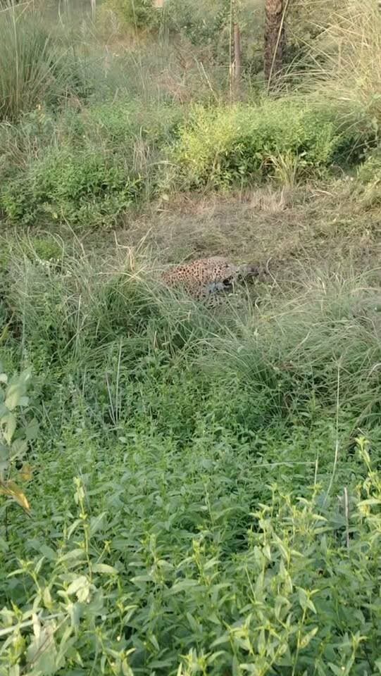 अमरोहा:- ब्रेकिंग....
सड़क किनारे झाड़ियां के बीच जाल मे फंसा तेंदुआ, तेंदुआ को फंसा देखकर लगी लोगो की भीड़, किसान द्वारा जंगल मे बिछाए गए जाल के भीतर तेंदुआ फंसा, ग्रामीणों ने पुलिस को दी सूचना, इलाके में लंबे समय से घूम रहे हैं तेंदुए, वन विभाग की टीम मौके पर पहुंची तेंदुए को कब्जे में लिया, गजरौला इलाके के मोहरका पट्टी गांव के जंगल का मामला