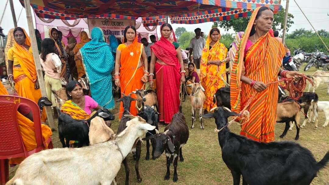 खैरा प्रखंड के फतेहपुर गांव में जीविका द्वारा पशु चिकित्सा शिविर का आयोजन,387 पशुओं का हुआ निःशुल्क जांच
ग्रामीण इलाके में पशुओं को बेहतर स्वास्थ्य सेवाएं उपलब्ध कराने के उद्देश्य से बिहार ग्रामीण जीविकोपार्जन प्रोत्साहन समिति (जीविका) द्वारा 28 अक्टूबर बुधवार को खैरा प्रखंड के बिशनपुर पंचायत अंतर्गत फतेहपुर गांव में एक दिवसीय पशु चिकित्सा शिविर का सफल आयोजन किया गया।
शिविर में कुल 190 परिवारों के 387 पशुओं (गाय-बकरी) की निःशुल्क स्वास्थ्य जांच कर आवश्यक दवाओं का वितरण किया गया। इस दौरान पशुओं का टीकाकरण एवं कृमिनाशक दवाएं भी दी गईं।
शिविर में प्रखंड परियोजना प्रबंधक खैरा निरुपम घोष, प्रबंधक पशुधन कुंदन किशोर, प्रबंधक संचार सुनीता कुमारी, प्रभारी प्रबंधक आईबीसीबी अमरेंद्र कुमार, जीविकोपार्जन विशेषज्ञ राहुल भारती, सामुदायिक समन्वयक धनंजय कुमार, सुनील कुमार सहित पशु सखी दीदियां उपस्थित रहीं।
इस अवसर पर जीविका के पशुधन प्रबंधक कुंदन किशोर के द्वारा पशुओं के स्वास्थ्य की जांच की गई। उन्होंने शिविर में आई पशुपालक दीदियों को पशुओं को स्वस्थ रखने, संक्रामक बीमारियों से बचाव तथा नियमित देखभाल के महत्व के बारे में विस्तार से बताया। उन्होंने बताया कि समय पर टीकाकरण से पशुओं को संक्रामक रोगों से बचाया जा सकता है।
शिविर में लगभग 200 पशुपालक दीदियां अपने पशुओं के साथ उत्साहपूर्वक शामिल हुईं। ग्रामीण क्षेत्रों में पशुधन परिवारों की आजीविका का मुख्य आधार है, ऐसे में इस तरह के शिविरों से पशुपालकों को आर्थिक राहत मिलती है और उनकी आय में वृद्धि होती है।
जीविका की यह पहल पशुपालकों तक पशु स्वास्थ्य सेवाओं की पहुंच बढ़ाने और उन्हें आत्मनिर्भर बनाने की दिशा में एक महत्वपूर्ण कदम है।