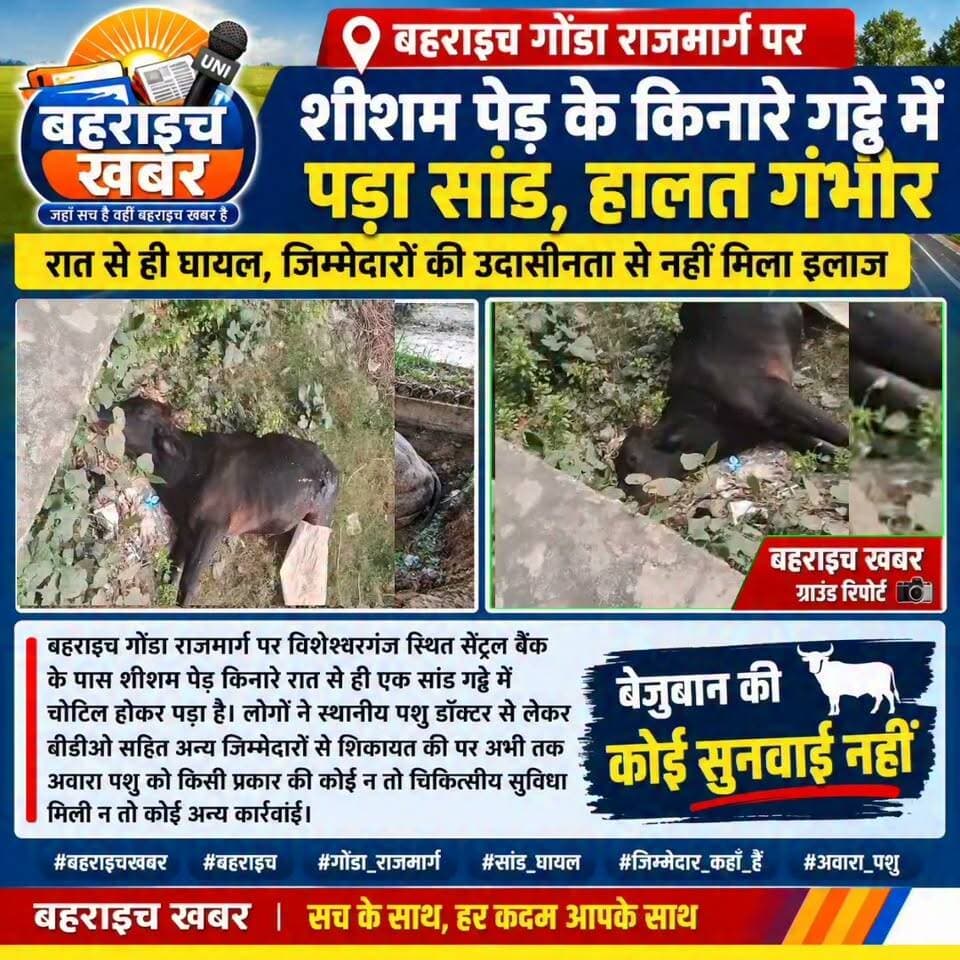 विशेश्वरगंज में रातभर गड्ढे में तड़पता रहा घायल सांड, शिकायतों के बाद भी नहीं पहुंची मदद!
#बहराइचखबर #बहराइच #विशेश्वरगंज #बहराइचगोंडाराजमार्ग #घायलसांड #बेजुबानकीपुकार #पशुसेवा #जिम्मेदारोंकीलापरवाही #जनसमस्या #BahraichNews #BahraichKhabar
UP Police DM office bahraich Bahraich Police