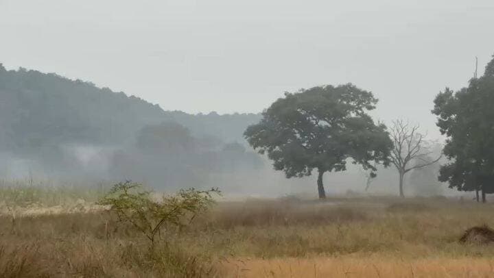 💥चक्रवात ‘अरनब’ का असर: बांधवगढ़ में सुहावना हुआ मौसम, टाइगर रिजर्व प्रबंधन अलर्ट!
उमरिया, शहडोल और बांधवगढ़ क्षेत्र में असामयिक बारिश और 30–40 किमी प्रति घंटे की रफ्तार से चल रही हवाओं के बीच प्रबंधन अलर्ट मोड पर है।
वन्यप्राणियों को नुकसान की सूचना नहीं
ताला, मगधी और खितौली सहित सभी पर्यटन जोन सामान्य
पर्यटकों की सुरक्षा के लिए मैदानी अमला सतर्क
मौसम पर लगातार नजर, वन्यजीवों की सुरक्षा और पर्यटकों की सुविधा पर विशेष ध्यान।
बांधवगढ़ टाइगर रिजर्व | उमरिया, मध्य प्रदेश
#Bandhavgarh #Umaria #TigerReserve #Wildlife #MadhyaPradesh BreakingNews WeatherUpdate TigerSafari JournalistDeepak