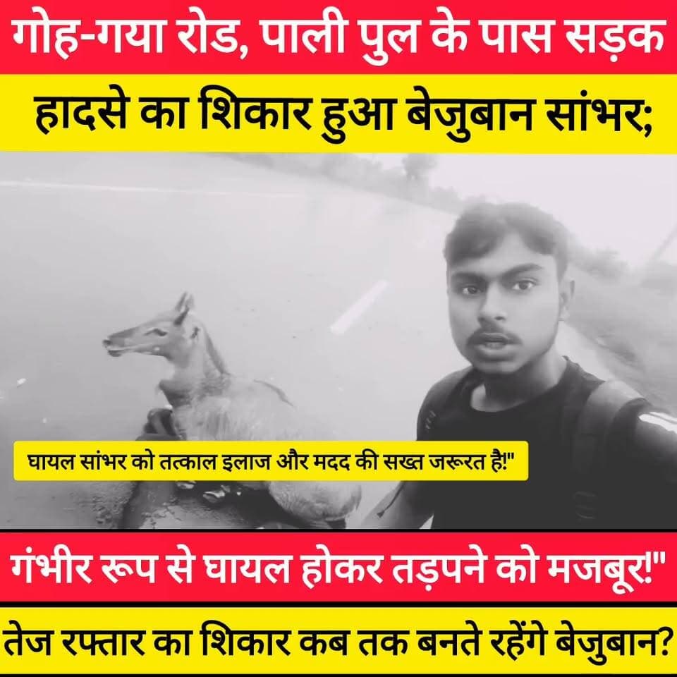 गोह-गया रोड, पाली पुल के पास सड़क हादसे का शिकार हुआ बेजुबान सांभर; गंभीर रूप से घायल होकर तड़पने को मजबूर!"
#bdbiharjharkhand
आखिर कब तक तेज रफ्तार और लापरवाह चालकों का शिकार बनते रहेंगे बेजुबान? घायल सांभर को तत्काल इलाज और मदद की सख्त जरूरत है! #news #viralpost