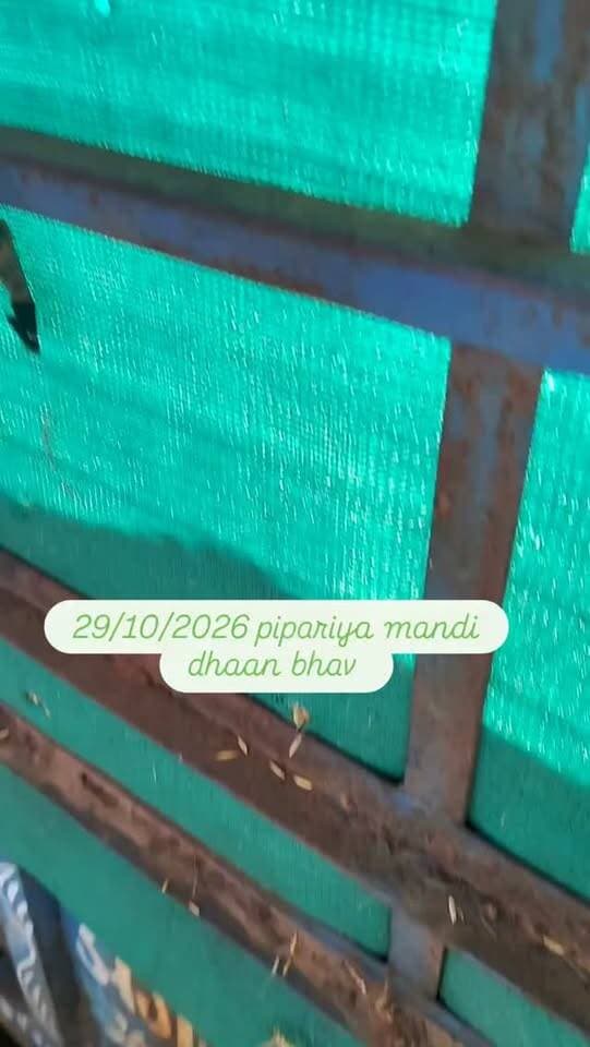 29/10/2026 pipariya mandi #viral #mandi #dhaan #rice