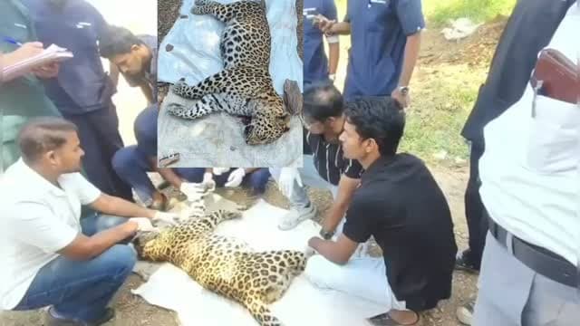 🚨 जंगल में वर्चस्व की जंग का खौफनाक अंत! 🐆 चित्तौड़गढ़ के कनेरा वन क्षेत्र में दो वयस्क नर पैंथर आमने-सामने, इलाके पर कब्जे की लड़ाई में एक की मौत। जंगल में मिला शव, वन विभाग ने कराया पोस्टमार्टम और फिर विधिवत दाह संस्कार। आखिर क्या थी इस खूनी संघर्ष की वजह? देखिए पूरी खबर…