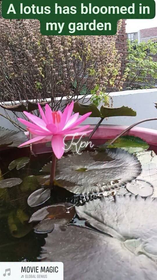 A lotus has bloomed in my garden #neturelovers