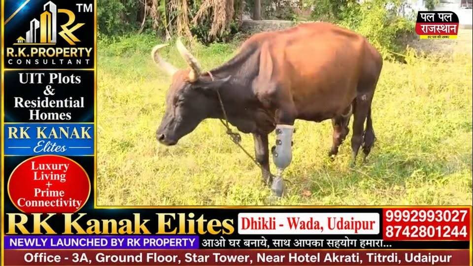 Narayana Seva Sansthan Udaipur | Artificial Leg for Cow , दिव्यांग गोमाता को मिला नया सहारा !
#udaipur #udaipur_khabar #udaipur_khabar #udaipurite #udaipur_updates #udaipurdairies #hindinews #udaipurnews #udaipurvlog #hindinews #udaipurdairies
#jaipurCrime #Crime #Ajmernews #bhilwaranews #banswaranews #dungarpurnews