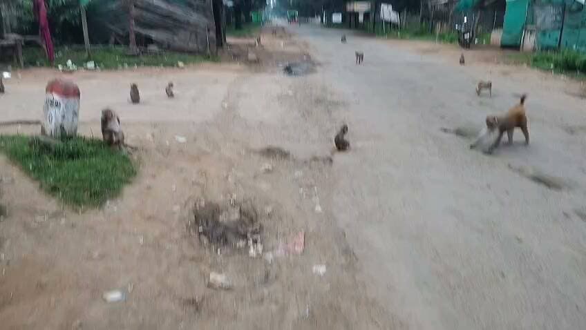 ग्राम धमोखर में लाल मुह के बंदरो का आतंक...