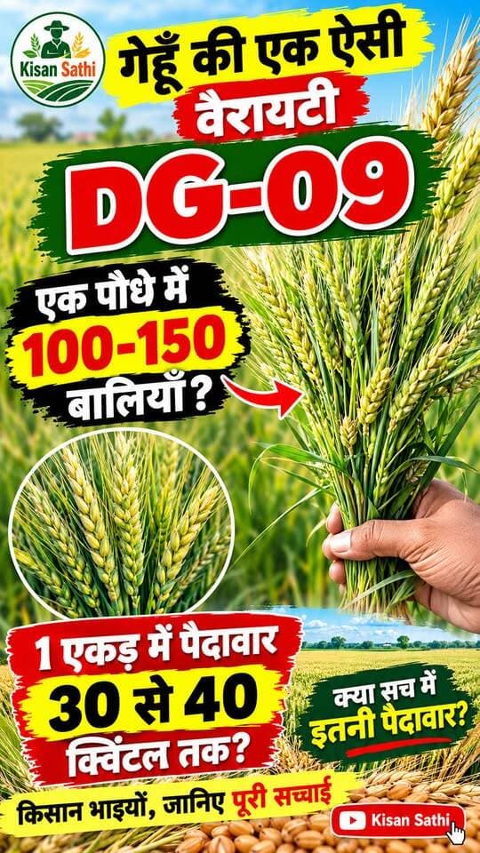 😱 DG-09 गेहूँ की वैरायटी में एक पौधे से 100–150 बालियाँ? | 40 क्विंटल प्रति एकड़ का दावा! 🌾#DG09 #DG09Wheat #गेहूँकीखेती #WheatVariety #WheatFarming