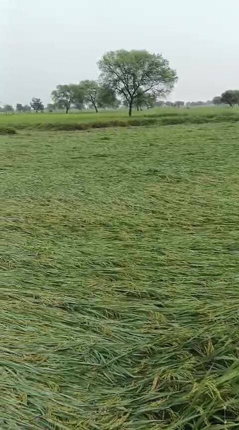 कवर्धा: कवर्धा में तूफान-बारिश से फसलों को भारी नुकसान, किसान ने गीत में जताया दर्द