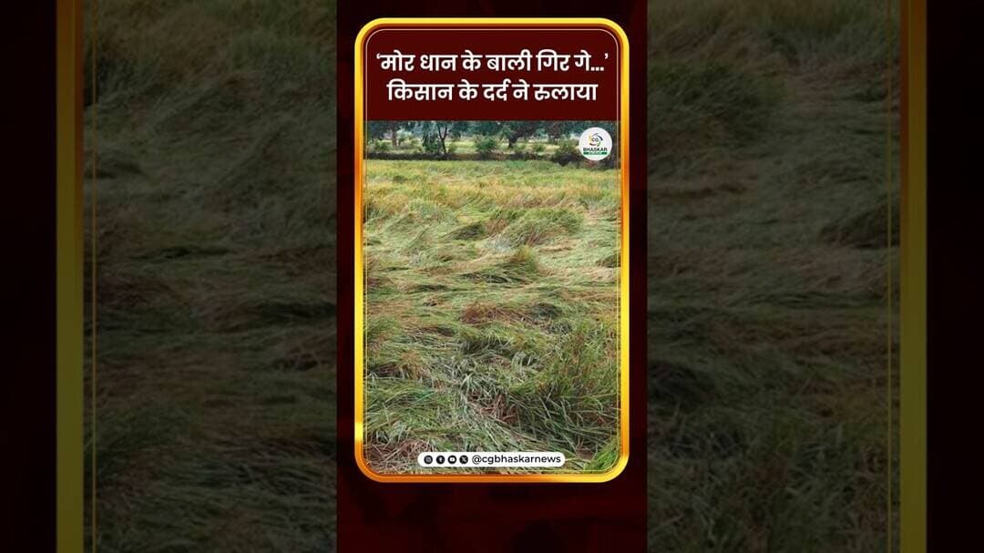 ‘मोर धान के बाली गिर गे…’ किसान के दर्द ने रुलाया | CG Bhaskar