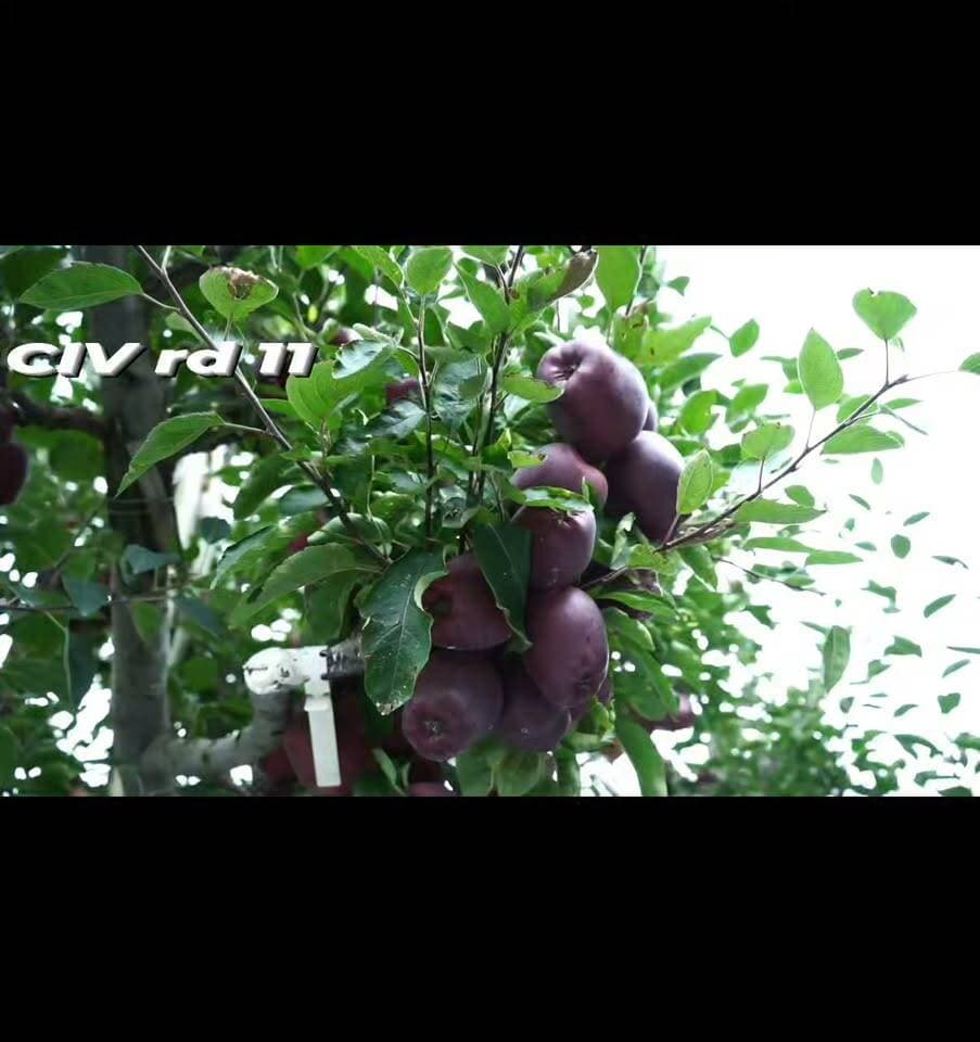 CIV RD11 RMS bakhol