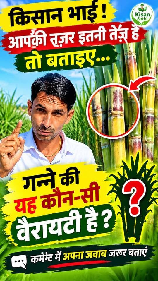 किसान भाई! गन्ने की यह कौन-सी वैरायटी है? 😱🌾 | Sugarcane Variety Challenge #Ganna #Sugarcane #SugarcaneFarming #GanneKiKheti