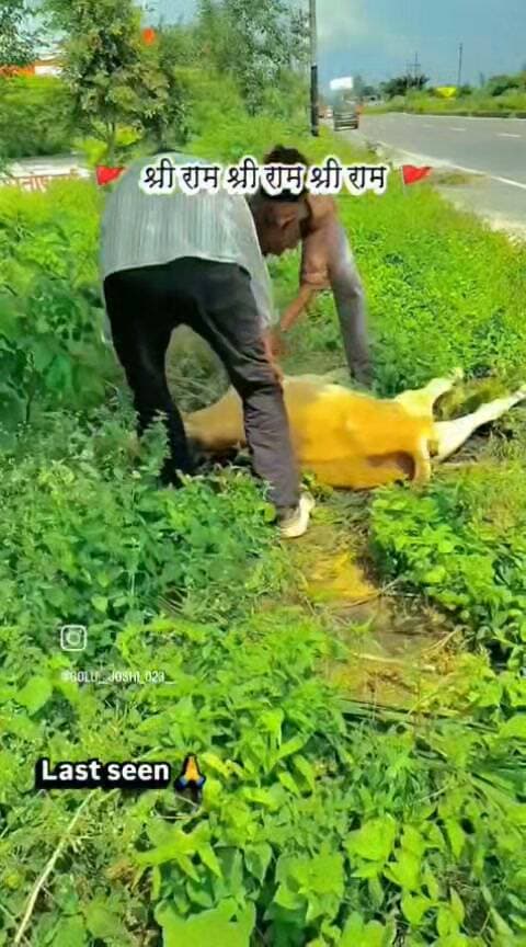 दिनाँक 24/09/2026 को सीतापुर कार्यक्रम में जाते वक़्त एक गौ वश सीतापुर हाइवे पर सड़क दुर्घटना से पीड़ित अवस्था में जंगल में पड़े हुए थे मौके पर उनको देखते ही में गौ सेवक गोलू जोशी गौसेवक राजदीप मिश्र उनका विधिवत उपचार किया फिर वही नजदीक से एक बाल्टी पानी भरकर पिलाया पीड़ित अवस्था में होने के साथ साथ 4 दिनों से पानी खाना से वंचित थे दिए उनको गौ सेवक मोहित यादव को भेजकर रात के 9 रोड से उठाकर अपने गौ आश्रय लाया गया ।...
*जय गौ माता जय गोपाल 🚩🚩🚩*