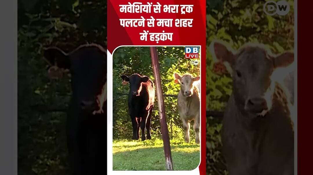 मवेशियों से भरा ट्रक पलटने से मचा शहर में हड़कंप #breakingnews #latestnews #shortvideos #dblive