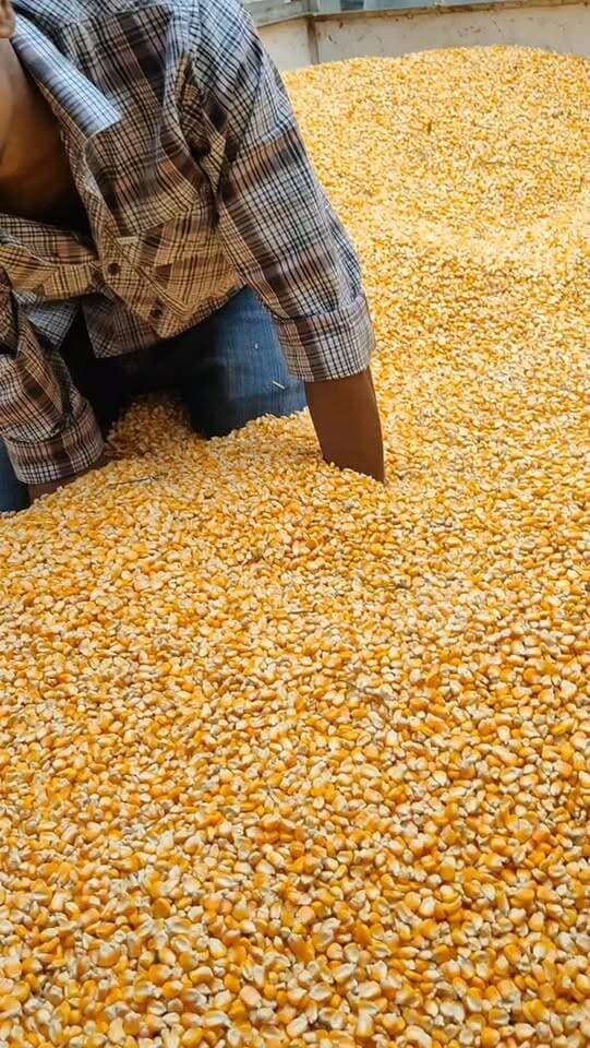 आज धामनोद मंडी में मक्का का भाव इस प्रकार रहा, आज मक्का क्वालिटी अनुसार 2500 से 2780 तक बिकी...
30 अक्टूबर 2026
Dhamnod Mandi Bhav
.
.
.
.
.
.
.
.
.
.
.
.
.
.
.
.
#dhamnodmandibhav #makkamandibhav #makkakabhav #makkarates #mandinews