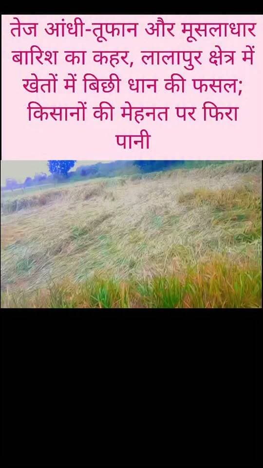 तेज आंधी-तूफान और मूसलाधार बारिश का कहर, लालापुर क्षेत्र में खेतों में बिछी धान की फसल; किसानों की मेहनत पर फिरा पानी।
#dhaan_ki_fasal #Kisan #weather_news_update