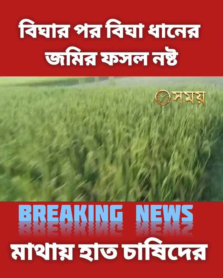 #নজরে_মেখলিগঞ্জ: জামালদহে বিঘার পর বিঘা ধানের জমির ফসল নষ্ট! শীষ না বেরোনোয় ধান গাছ কেটে দিচ্ছেন চাষীরা।