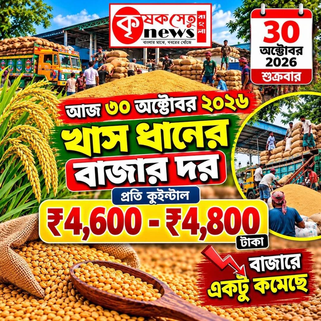 ৩০ অক্টোবর ২০২৬: পশ্চিমবঙ্গে খাস ধানের বাজারদর কত? প্রতি কুইন্টালে মিলছে ৪,৬০০ থেকে ৪,৮০০ টাকা!
কলকাতা: ধান বিক্রির মরশুমে কৃষকদের জন্য গুরুত্বপূর্ণ খবর। পশ্চিমবঙ্গের ধানের বাজারদর নিয়ে চাষিদের মধ্যে আগ্রহ বাড়ছে। ৩০ অক্টোবর ২০২৬ তারিখে প্রকাশিত বাজারদরের তথ্য অনুযায়ী, খাস ধানের দাম প্রতি কুইন্টাল ৪,৬০০ টাকা থেকে ৪,৮০০ টাকার মধ্যে রয়েছে।
তবে এই দাম সব বাজারে একই নাও হতে পারে। ধানের গুণমান, আর্দ্রতা, জাত এবং স্থানীয় হাট ও আড়ত অনুযায়ী দামের তারতম্য হতে পারে।
ধান বিক্রির আগে যে বিষয়গুলি মাথায় রাখবেন:
- স্থানীয় হাট ও আড়তের বর্তমান দর যাচাই করুন।
- ধানের গুণমান ও আর্দ্রতার দিকে নজর দিন।
- একাধিক ক্রেতার কাছ থেকে দাম জেনে নিন।
- সরকারি ধান সংগ্রহকেন্দ্রের নির্ধারিত দাম ও শর্ত সম্পর্কে খোঁজ রাখুন।
পূর্ব বর্ধমান, হুগলি, নদিয়া-সহ রাজ্যের বিভিন্ন জেলার কৃষকদের কাছে এখন বড় প্রশ্ন, তাঁদের এলাকায় খাস ধান কত টাকায় বিক্রি হচ্ছে?
আপনার এলাকার আজকের খাস ধানের বাজারদর কত? কমেন্টে জানান, যাতে অন্যান্য কৃষক বন্ধুরাও উপকৃত হতে পারেন।
বিশেষ দ্রষ্টব্য: উল্লেখিত ৪,৬০০–৪,৮০০ টাকা প্রতি কুইন্টাল দামটি সরবরাহ করা তথ্যের ভিত্তিতে প্রকাশিত। এটি রাজ্যের সমস্ত বাজারের যাচাইকৃত সরকারি দর নয়।
কৃষকদের প্রতিদিনের বাজারদর ও কৃষি সংক্রান্ত খবর জানতে চোখ রাখুন কৃষকসেতু নিউজ বাংলায়।