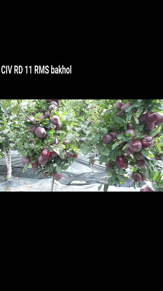 RMS bakhol CIV RD11 2026 Top class