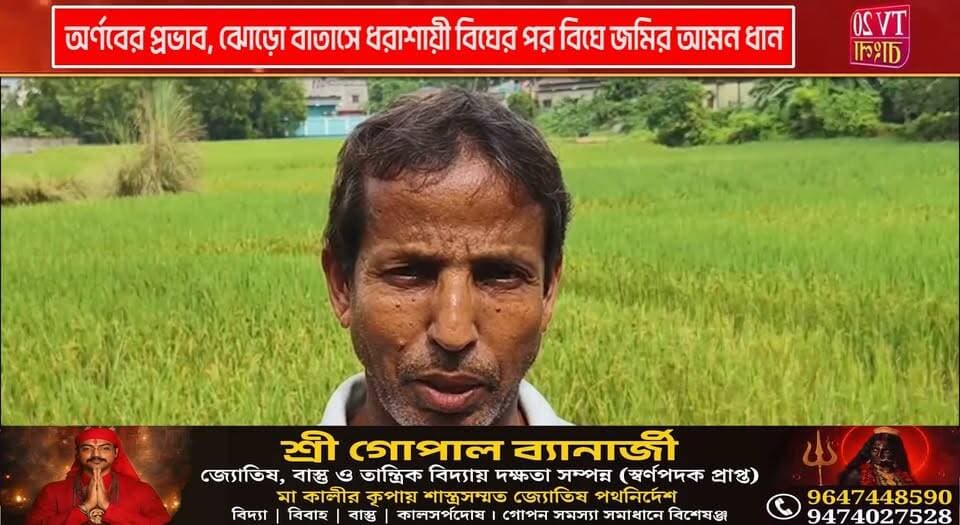 অর্ণবের প্রভাব, ঝোড়ো বাতাসে ধরাশায়ী বিঘের পর বিঘে জমির আমন ধান, মাথায় হাত কৃষকদের