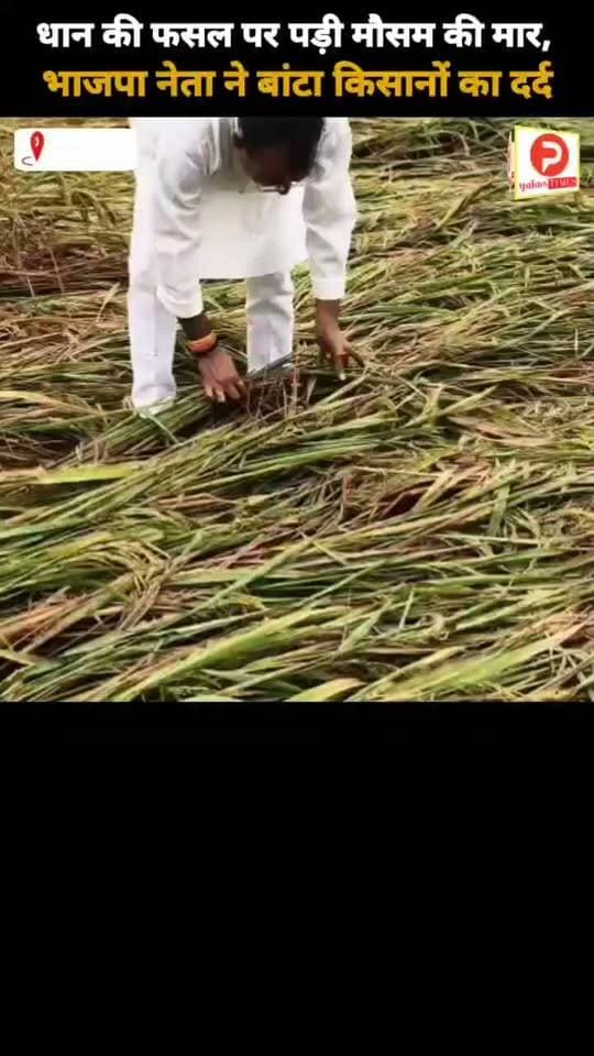 धान की फसल पर पड़ी मौसम की मार, भाजपा नेता ने बांटा किसानों का दर्द #news #chandauli #video #BJPUttarPradesh