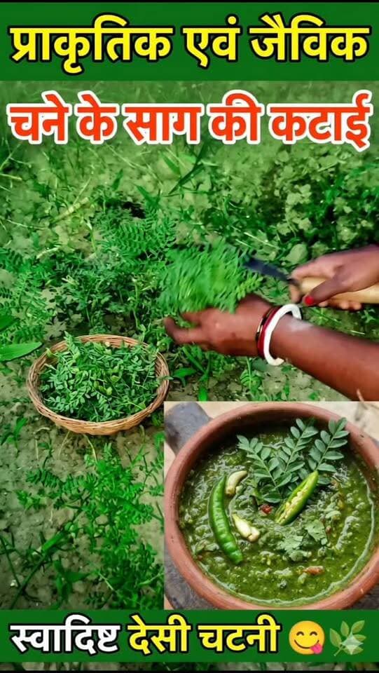 🌱 प्राकृतिक एवं जैविक विधि से उगाए गए चने के साग की कटाई! ताजी हरी पत्तियों से बनेगी स्वादिष्ट देसी चटनी। 😋🌿
#चना_का_साग #प्राकृतिकखेती #जैविकखेती #देसीचटनी #OrganicFarming