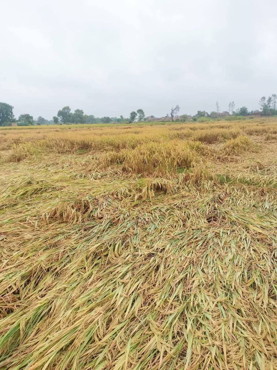 मऊ में दो दिनों से हो रही भारी बारिश और तेज हवाओं से किसानों को भारी नुकसान हुआ है। खेतों में पककर तैयार धान की फसल गिर गई है, जबकि जलभराव से कटाई की गई फसल और रबी की बुवाई भी प्रभावित हुई है। जिला पंचायत के पूर्व अध्यक्ष एवं भाजपा किसान नेता राकेश सिंह ने बताया कि नाटी मंसूरी धान की फसल गिरने से पैदावार पर करीब 50 प्रतिशत तक असर पड़ने की आशंका है। उन्होंने कहा कि एक बीघा धान की खेती में किसानों की करीब 15 हजार रुपये लागत आती है। कई गांवों में कच्चे मकान भी गिरे हैं। उन्होंने जिला प्रशासन से खेतों का प्लांट टू प्लांट सर्वे कराकर किसानों को मुआवजा देने की मांग की। साथ ही पिछले वर्ष मोनथा चक्रवात से प्रभावित किसानों को अब तक सहायता नहीं मिलने का मुद्दा भी उठाया।