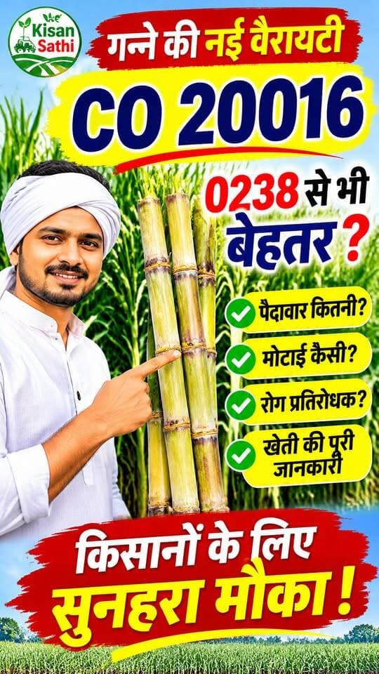 CO 20016 गन्ने की नई वैरायटी 😱 क्या 0238 को देगी टक्कर? जानिए पूरी सच्चाई | Kisan Sathi
CO20016 #GannaKiKheti #SugarcaneFarming #0238 #GanneKiVariety