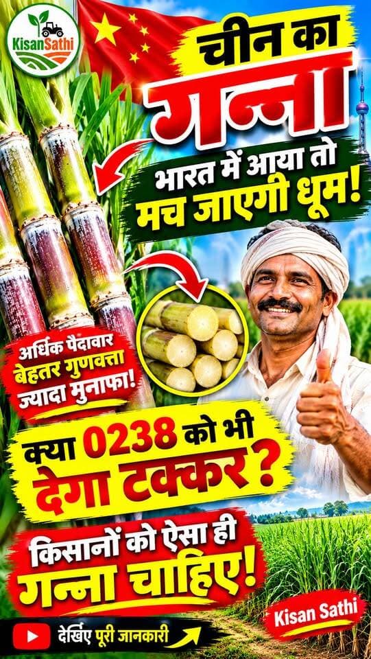 चीन का ये गन्ना भारत में आ गया तो मच जाएगी धूम! 😱 क्या 0238 को भी देगा टक्कर? किसानों को चाहिए ऐसी वैरायटी
ChineseSugarcane #ChinaGanna #GannaVariety #0238 #SugarcaneFarming