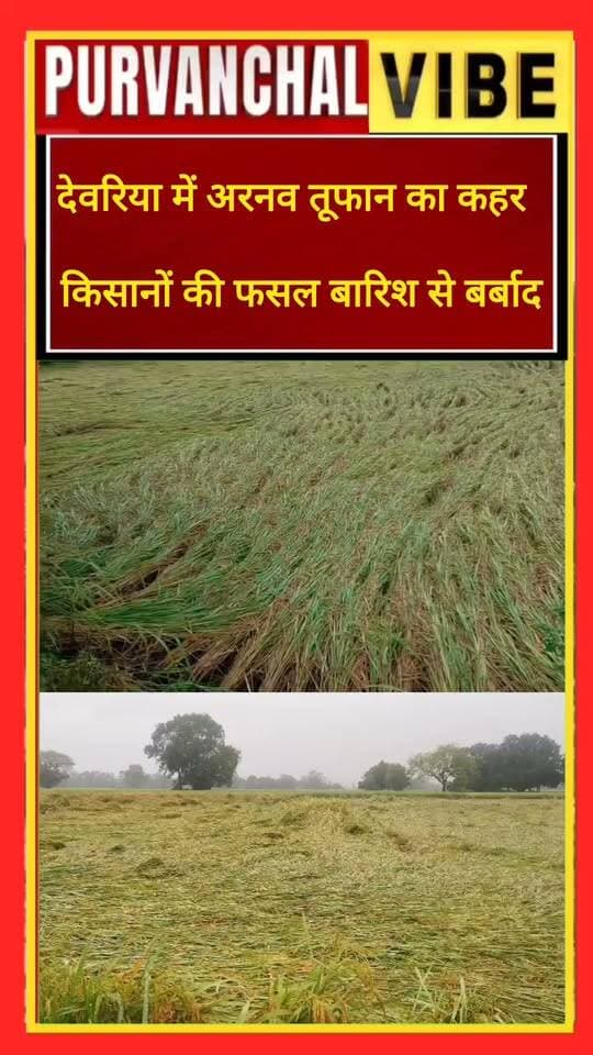 🌧️ अर्नव तूफान की बारिश ने देवरिया में मचाई तबाही, किसानों की मेहनत पर फिरा पानी, जनजीवन अस्त-व्यस्त
#deoria #Deoria #ArnabCyclone #ArnabStorm #HeavyRainfall #UttarPradesh #DeoriaNews #Farmers #CropDamage #RainAlert #WeatherUpdate #FarmersCrisis #BreakingNews #UPNews #PurvanchalVibe #GroundReport