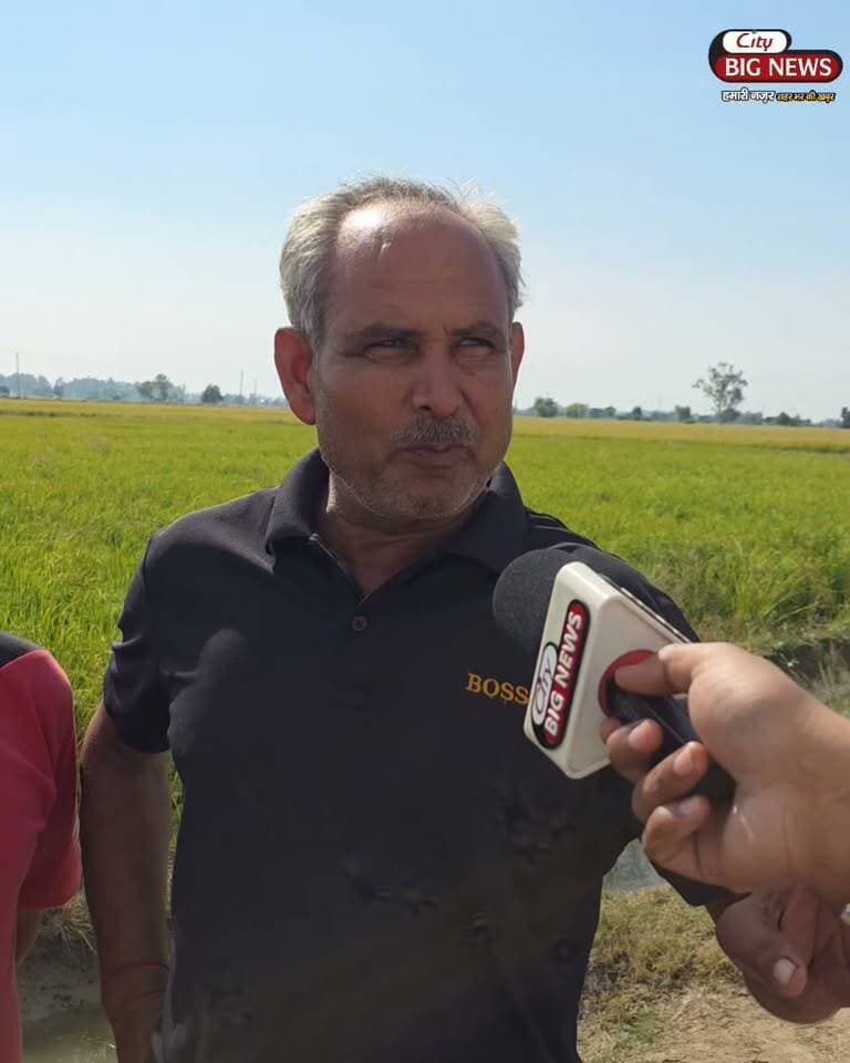 नारनौंद हल्के में 1 हजार एकड़ धान की फसल बर्बादी की कगार पर, हालत देख विधायक जस्सी पर भड़के लोग
#narnaund #hisar #jassipetwar #citybignews